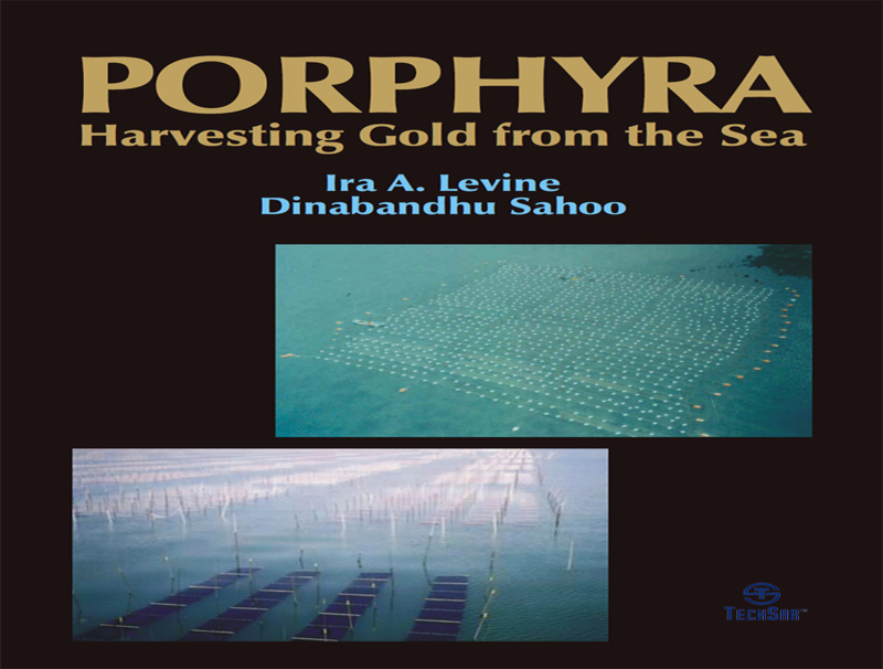 Porphyra